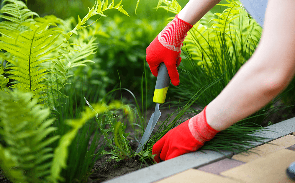 Weed Control Icon